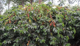 Kenya Kiangothe AA
