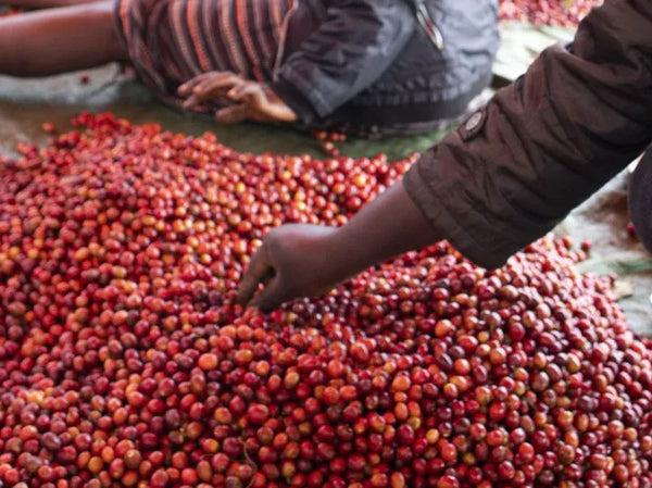 Passionfruit Sipi Tangwen - Uganda