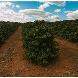 Mogiana Natural - Brazil